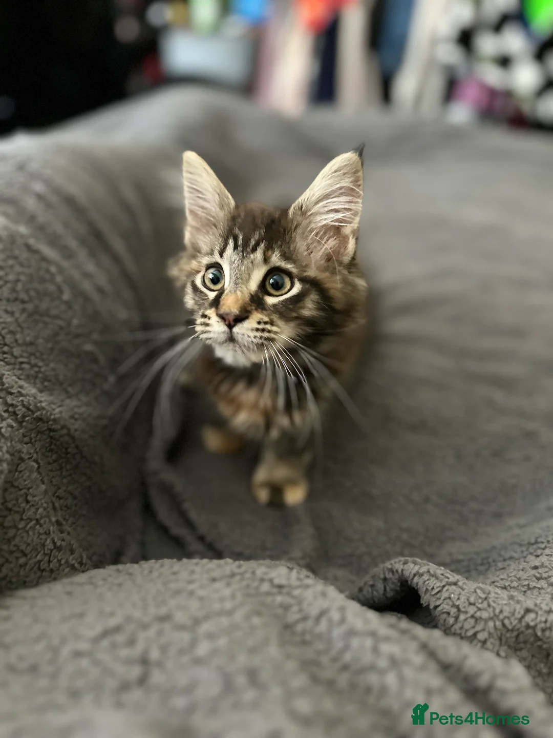 Maine Coon cats for sale: Mainecoon little lady ready for new home - Advert 5