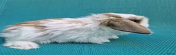 Mini Lop rabbits for sale: Mini lop babies - Advert 10