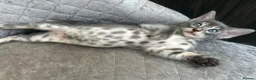 Bengal cats for sale: Female Blue & Black Smoke TICA Bengal kittens  - Advert 28