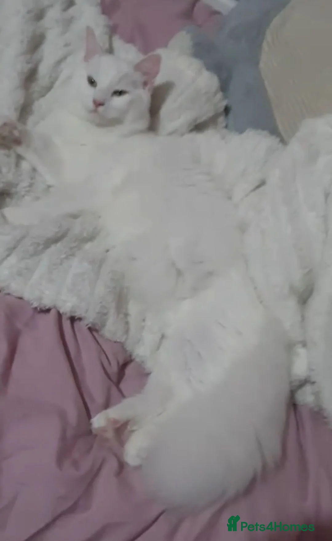 Turkish Angora cats for sale: Turkish angora female - Advert 2