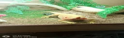 Bearded Dragon reptiles for sale: Female bearded dragon  in Bristol - Advert 1