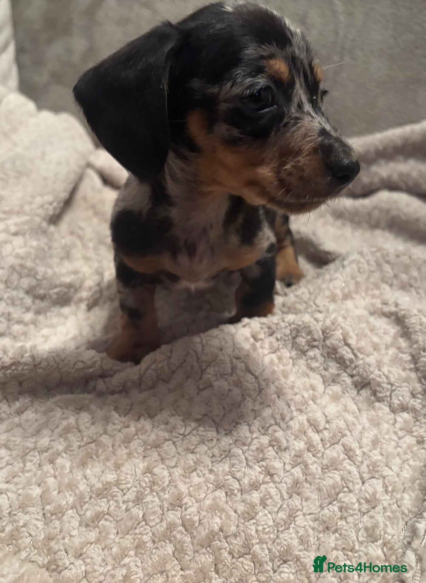 Miniature Dachshund dogs for sale: Beautiful PRA clear boys  - Advert 18