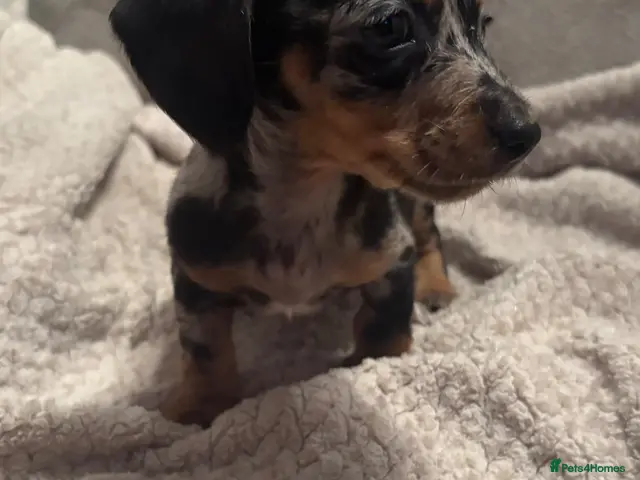 Miniature Dachshund dogs for sale: Beautiful PRA clear boys - Advert 18