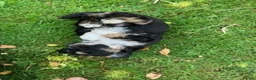 Shihpoo dogs for sale: SHIH POO PUPPIES  RARE SHADES & A DOBIE in Fordingbridge - Advert 6