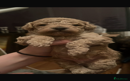 Cockapoo dogs for sale: Toy cockerpoo pups  - Image 1