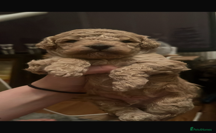 Cockapoo dogs - Advert 11