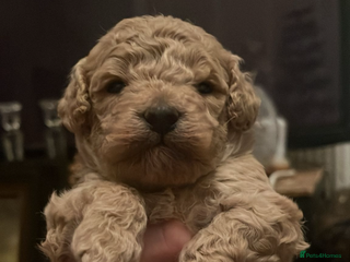 Cockapoo dogs for sale - Advert 1