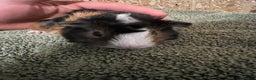Guinea Pig rodents for sale: Baby guinea pigs  - Advert 12