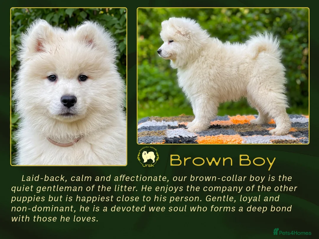 Samoyed dogs for sale: KC Registered Samoyed Puppies from a champion sire in Turriff - Advert 9