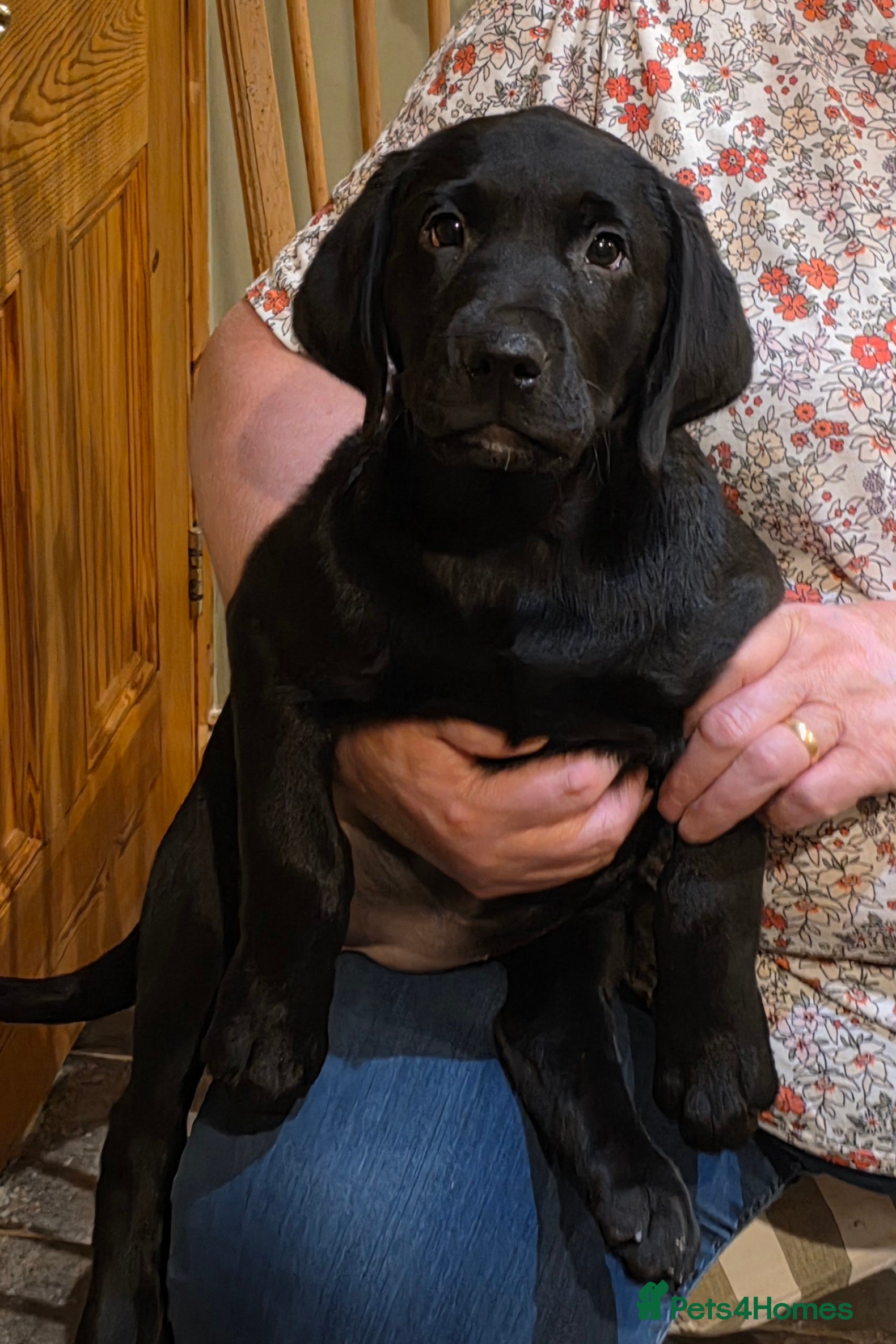 Labrador Retriever dogs Lab Puppies – KC Reg & Health Tested Parents - Advert 17
