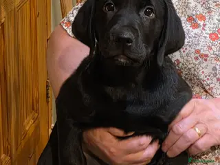Labrador Retriever dogs Lab Puppies – KC Reg & Health Tested Parents - Advert 17