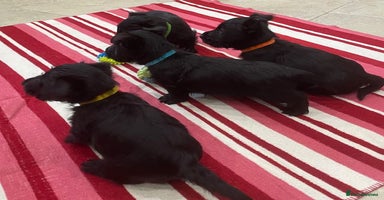 Scottish Terrier dogs - Advert 2