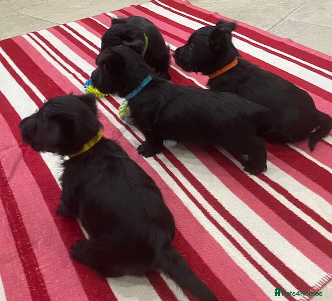 Scottish Terrier dogs for sale: Scottish Terrier puppies - Image 3