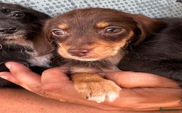 Mixed Breed dogs for sale: 🐾 Gorgeous Doxiepoo Puppies – Ready Soon! 🐾 - Image 3
