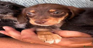 Mixed Breed dogs - Advert 6