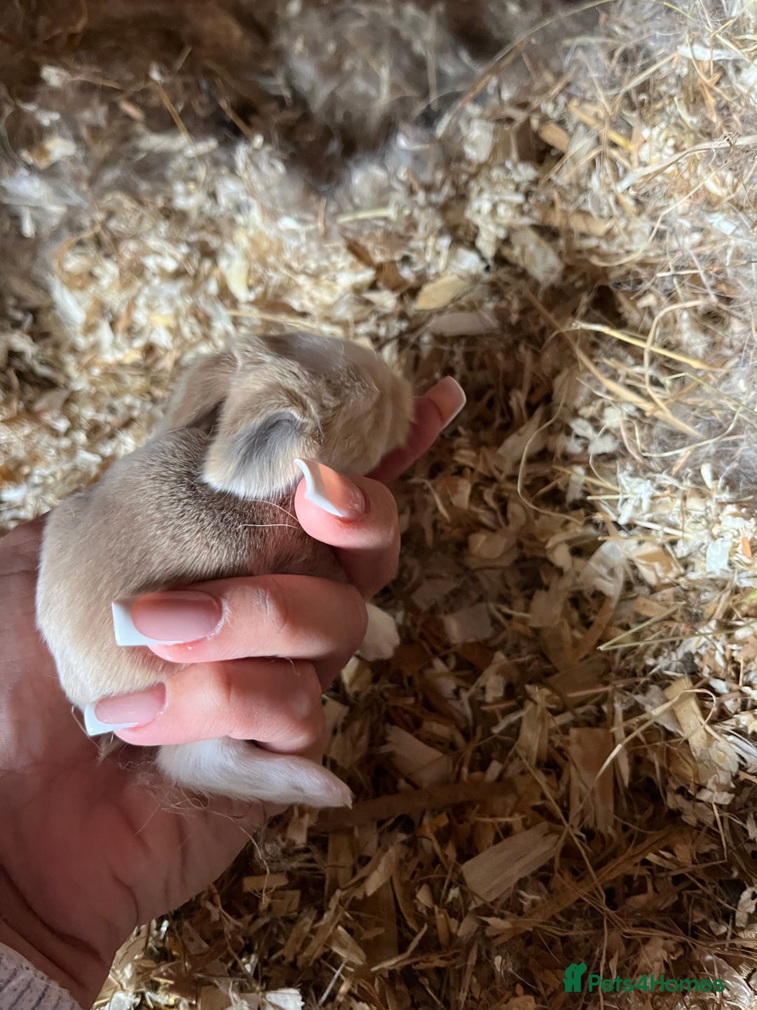 Mini Lop rabbits for sale: Mini lop baby bunnies  - Image 4