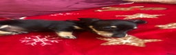 Miniature Dachshund dogs for sale: Miniature dachshund puppy’s  - Advert 7