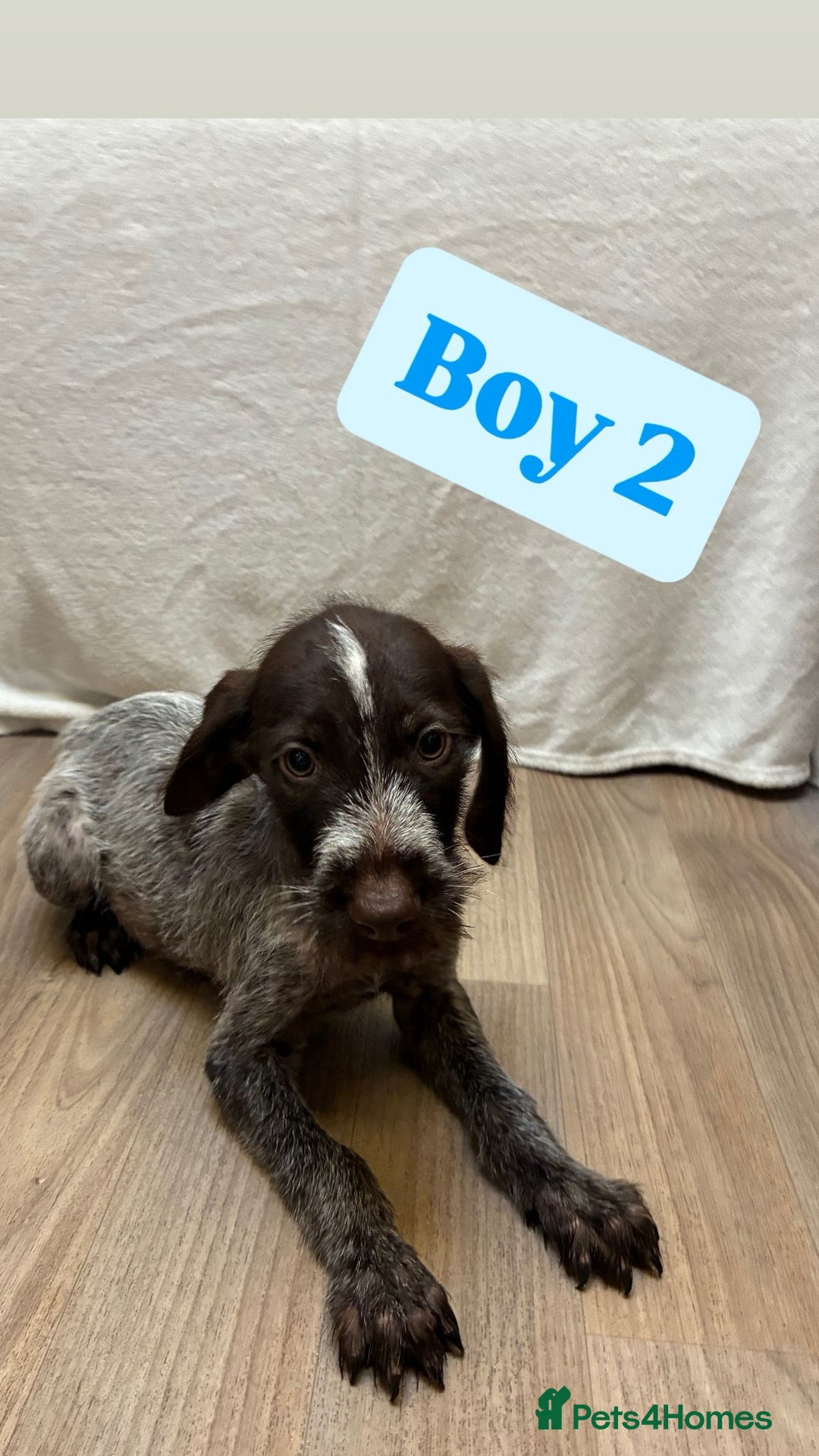 German Wirehaired Pointer dogs for sale: German wire hair pointers for sale - Advert 16