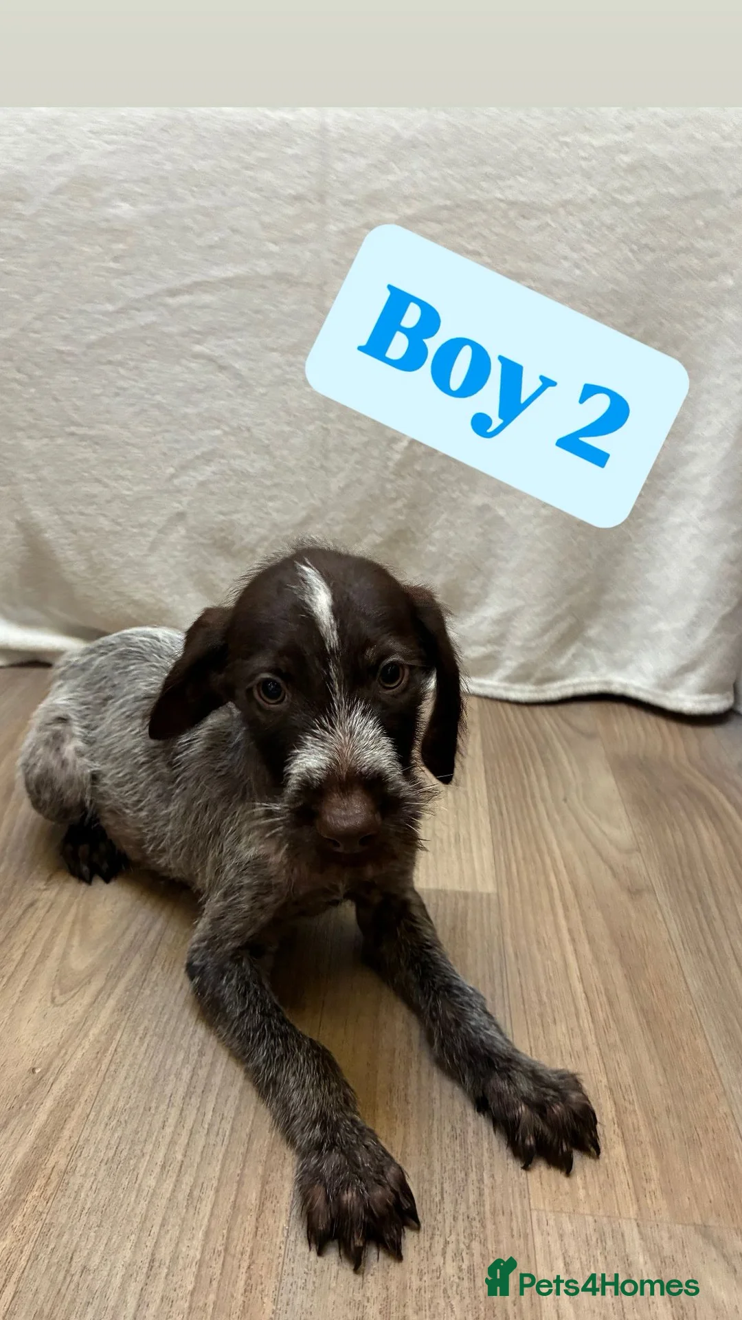 German Wirehaired Pointer dogs for sale: German wire hair pointers for sale - Advert 16
