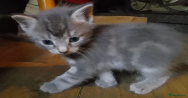 Mixed Breed cats - Advert 8