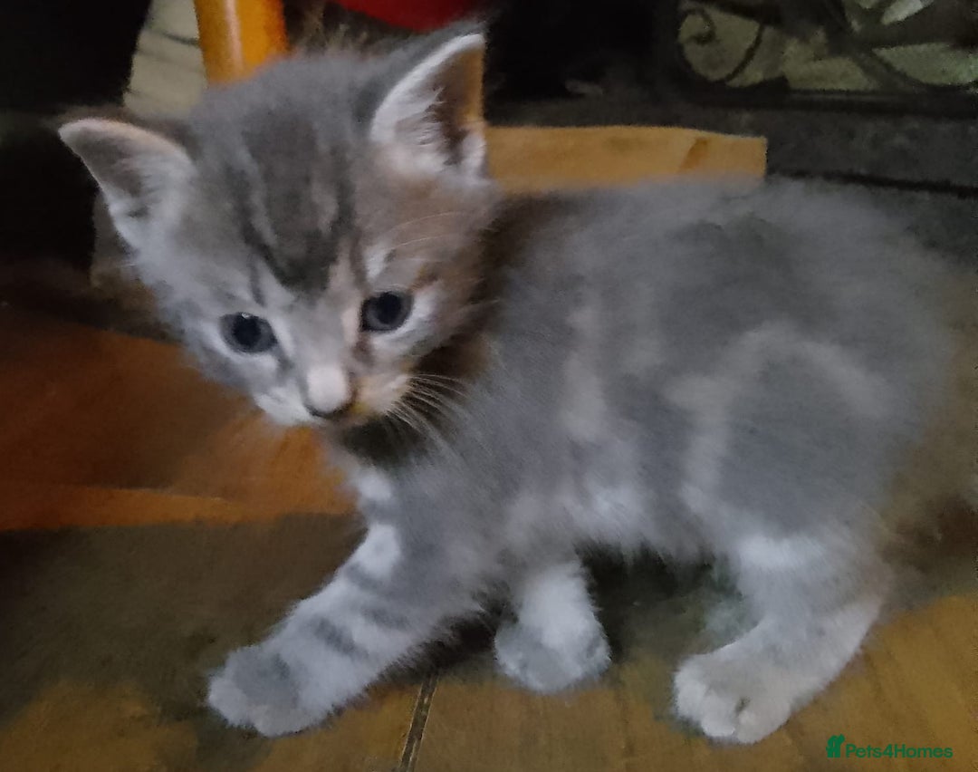 Mixed Breed cats for sale: Awesome Spotty Dotty Silver  Blue Bengal x Kittens - Image 2