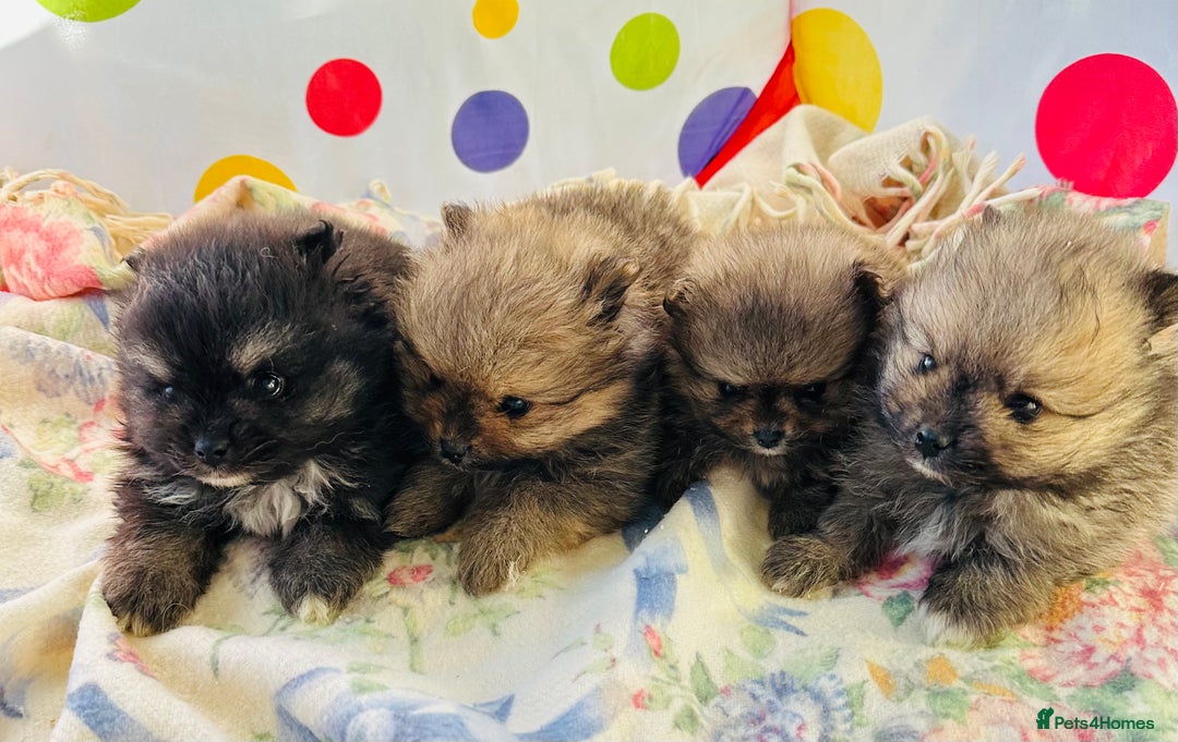 Pomeranian dogs for sale: Lovely Pomeranian puppies  - Advert 11