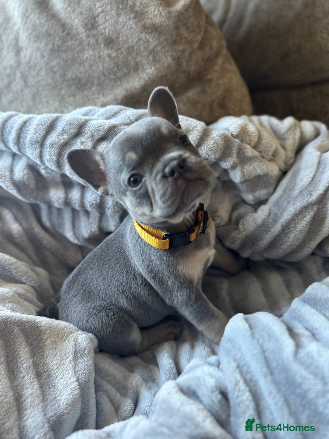 French Bulldog dogs for sale: French bulldog puppies - Image 2