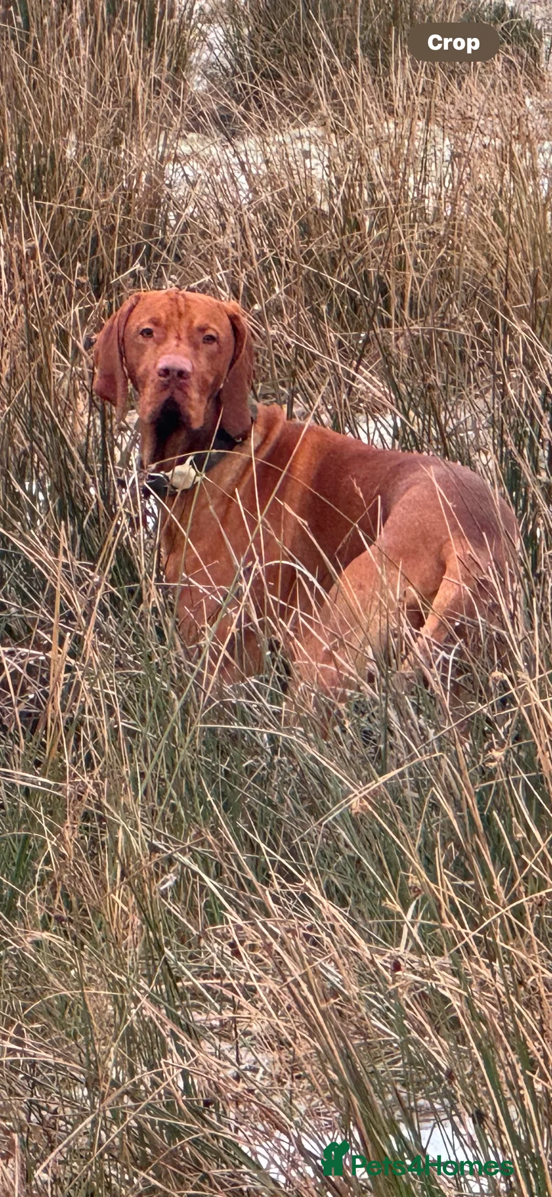 Hungarian Vizsla dogs for stud: My Gorgeous Vincenzo is looking for love ❤️  - Advert 2
