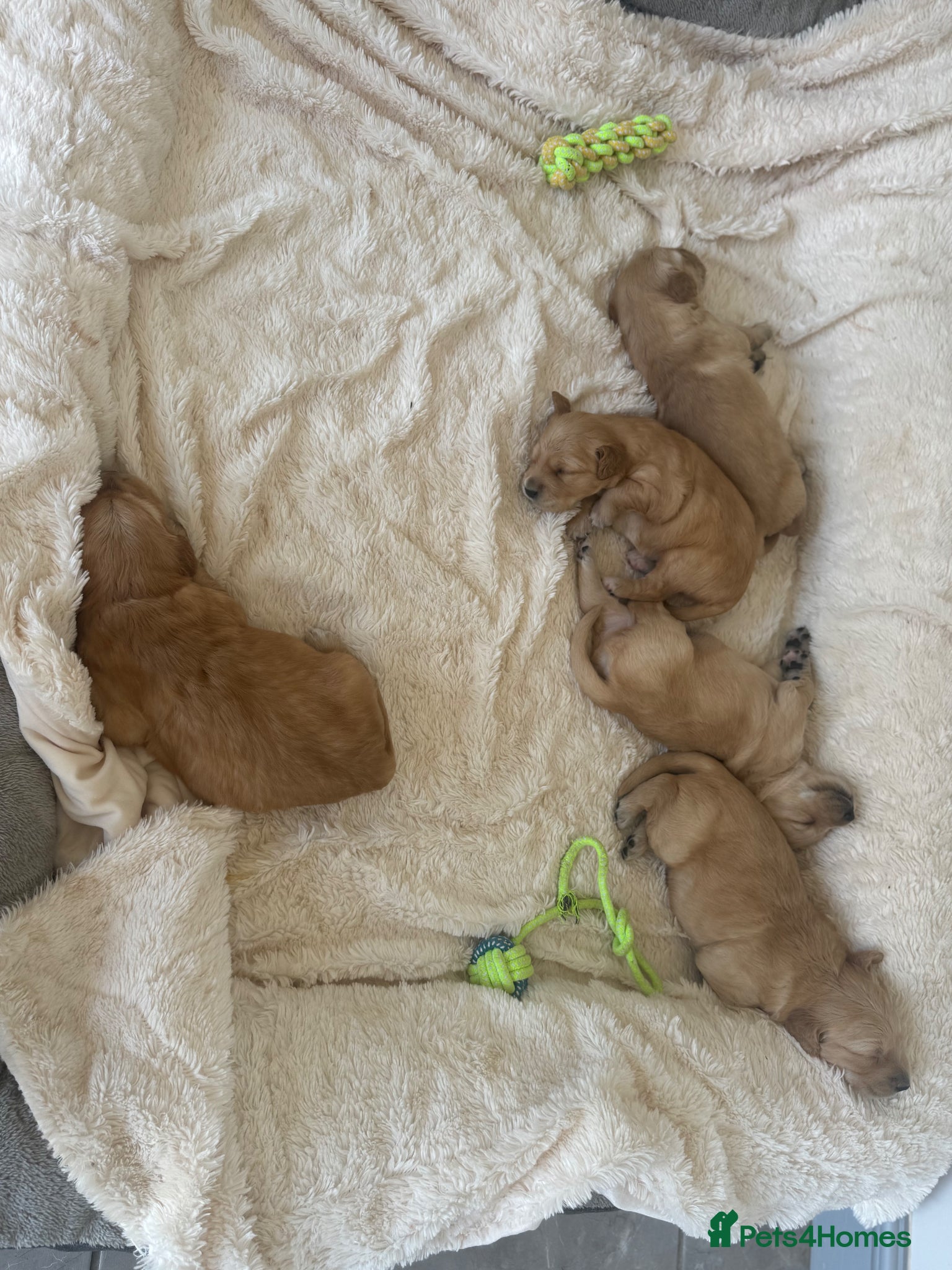 Golden Retriever dogs Gorgeous KC Golden Retrievers Health Tested  - Advert 2