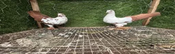Pigeons birds for sale: Quality Homing Pigeons – Breeding Pairs Available - Advert 6