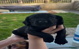 Cocker Spaniel dogs for sale: Working Cocker Spaniels  - Image 12