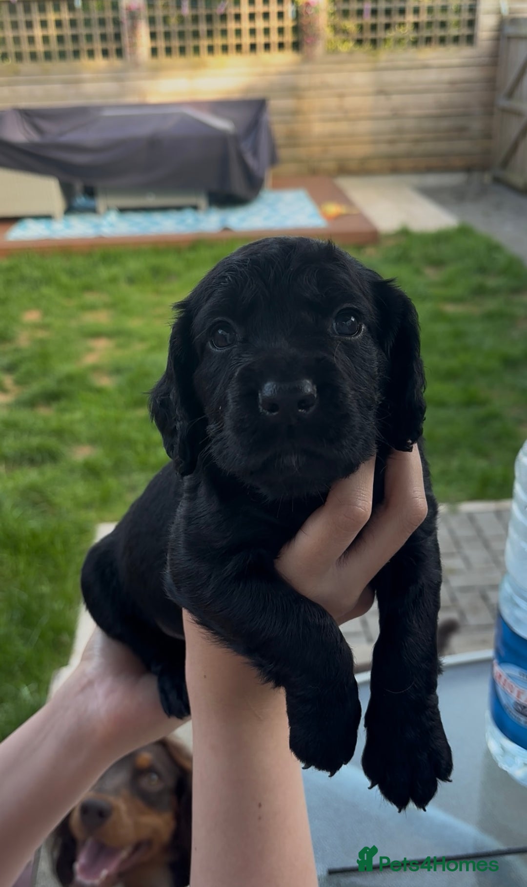 Cocker Spaniel dogs for sale: Working Cocker Spaniels  - Image 12