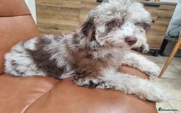 Toy Poodle dogs for sale: Stunning chocolate merle toy poodle girl! 16 weeks - Image 11