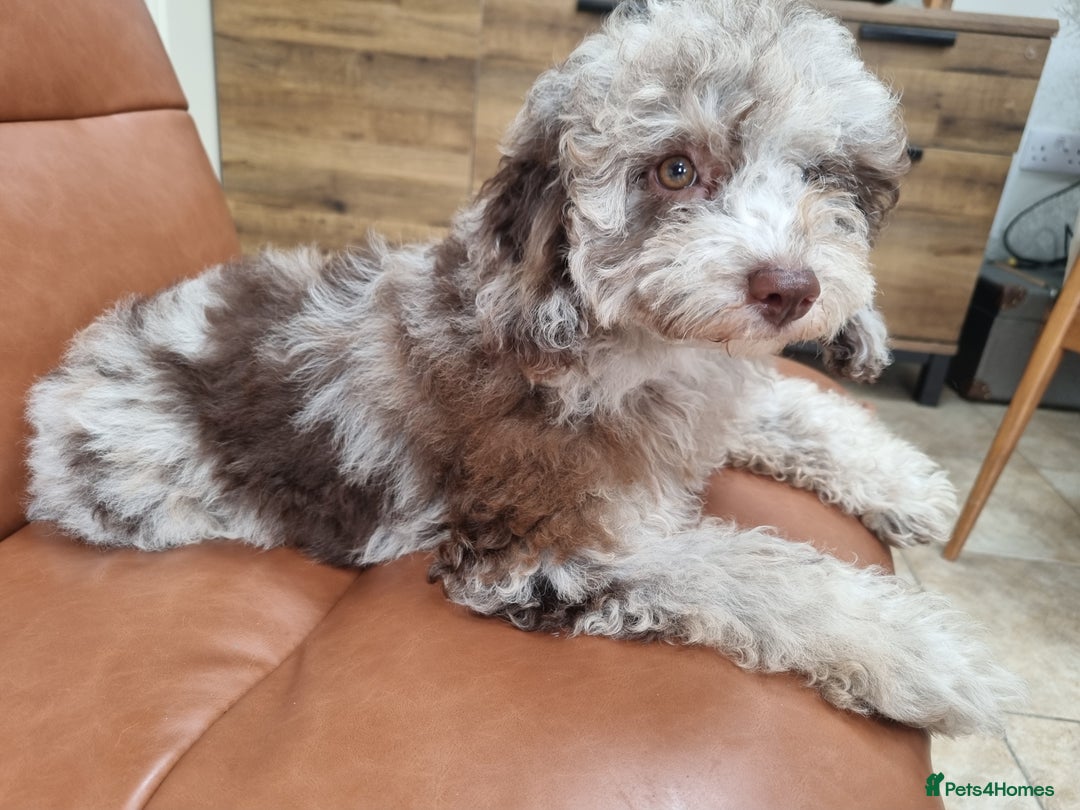 Toy Poodle dogs for sale: Stunning chocolate merle toy poodle girl! 16 weeks - Image 11