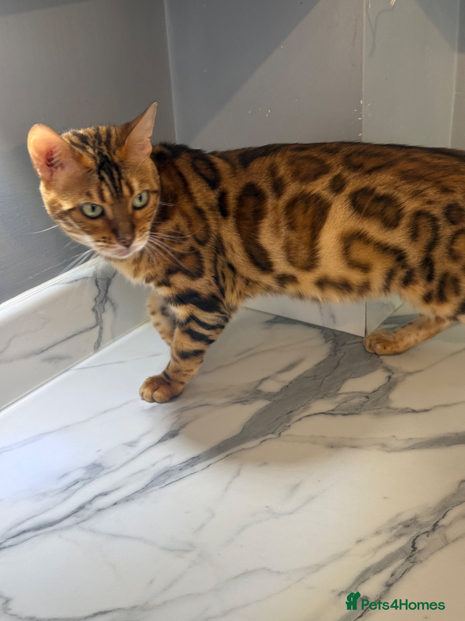 Bengal cats  STUNNING TICA REGISTERED BENGAL QUEEN NALA 🤎🐆 - Advert 2