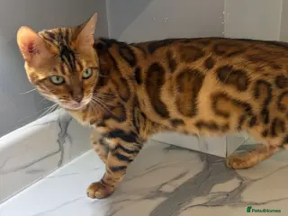 Bengal cats STUNNING TICA REGISTERED BENGAL QUEEN NALA 🤎🐆 - Advert 2