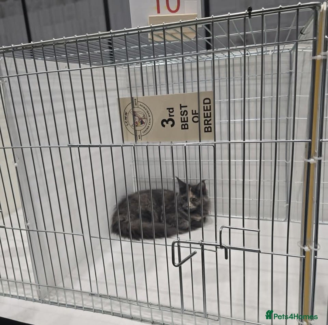 Maine Coon cats for sale: Female tica active queen - Advert 5