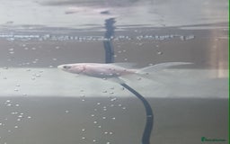 Fancy Goldfish fish for sale: FREE 6 orandas 2 moor goldfish  - Image 5