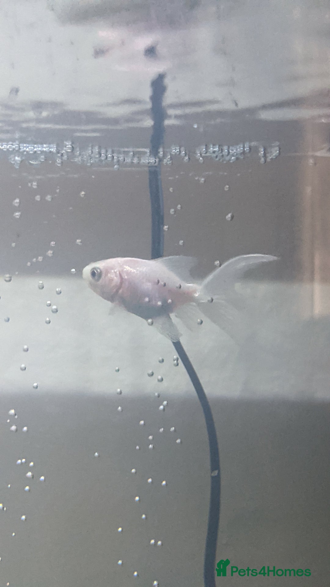 Fancy Goldfish fish for sale: FREE 6 orandas 2 moor goldfish  - Image 5