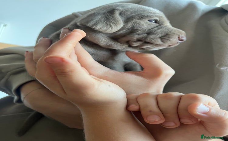 Weimaraner dogs - Advert 10