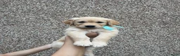 Golden Retriever dogs for sale: Golden Retrievers pure breed puppies - Advert 3