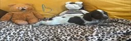 Sprocker dogs for sale: Sprocker spaniel puppies - Advert 6