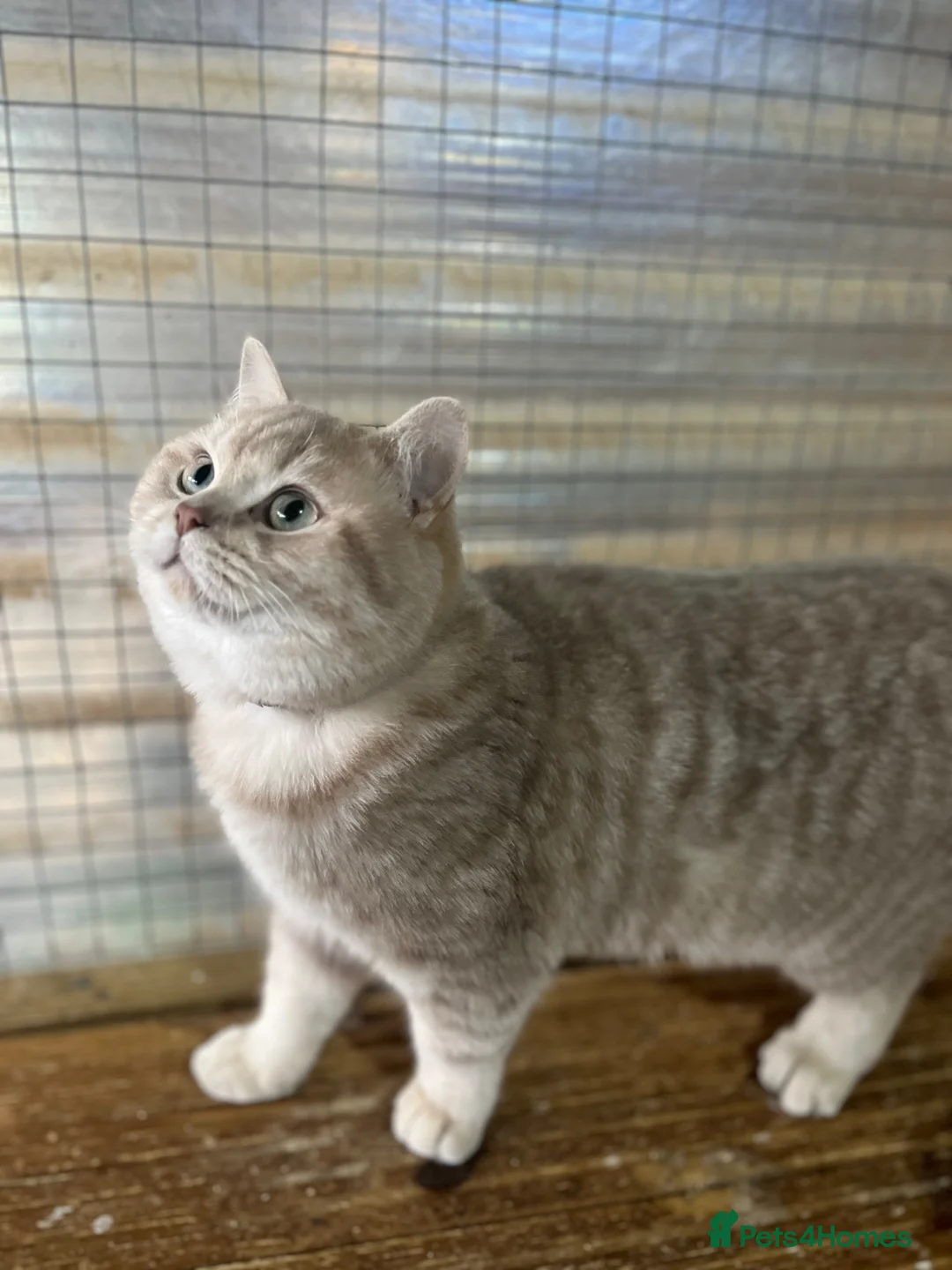 Brazilian Shorthair cats for stud: Stunning GCCF Shorthair males for Stud  in Ashford - Advert 2