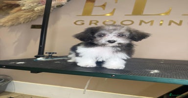 Maltipoo dogs - Advert 5