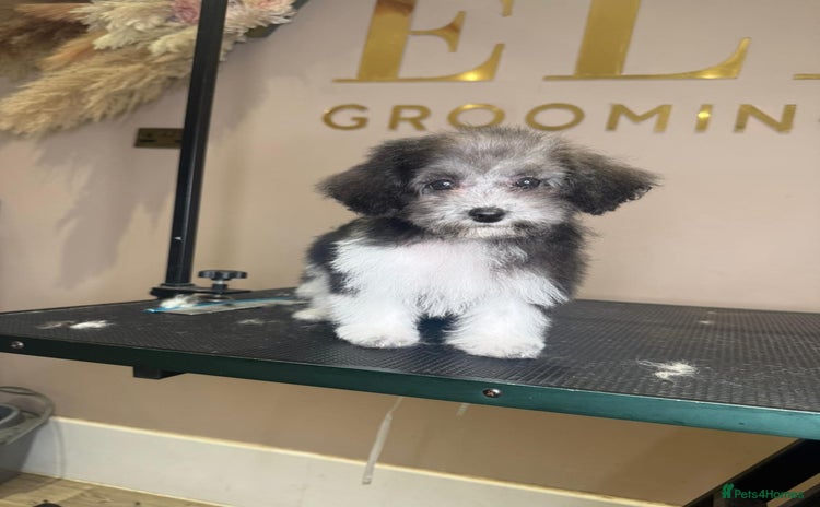 Maltipoo dogs - Advert 1