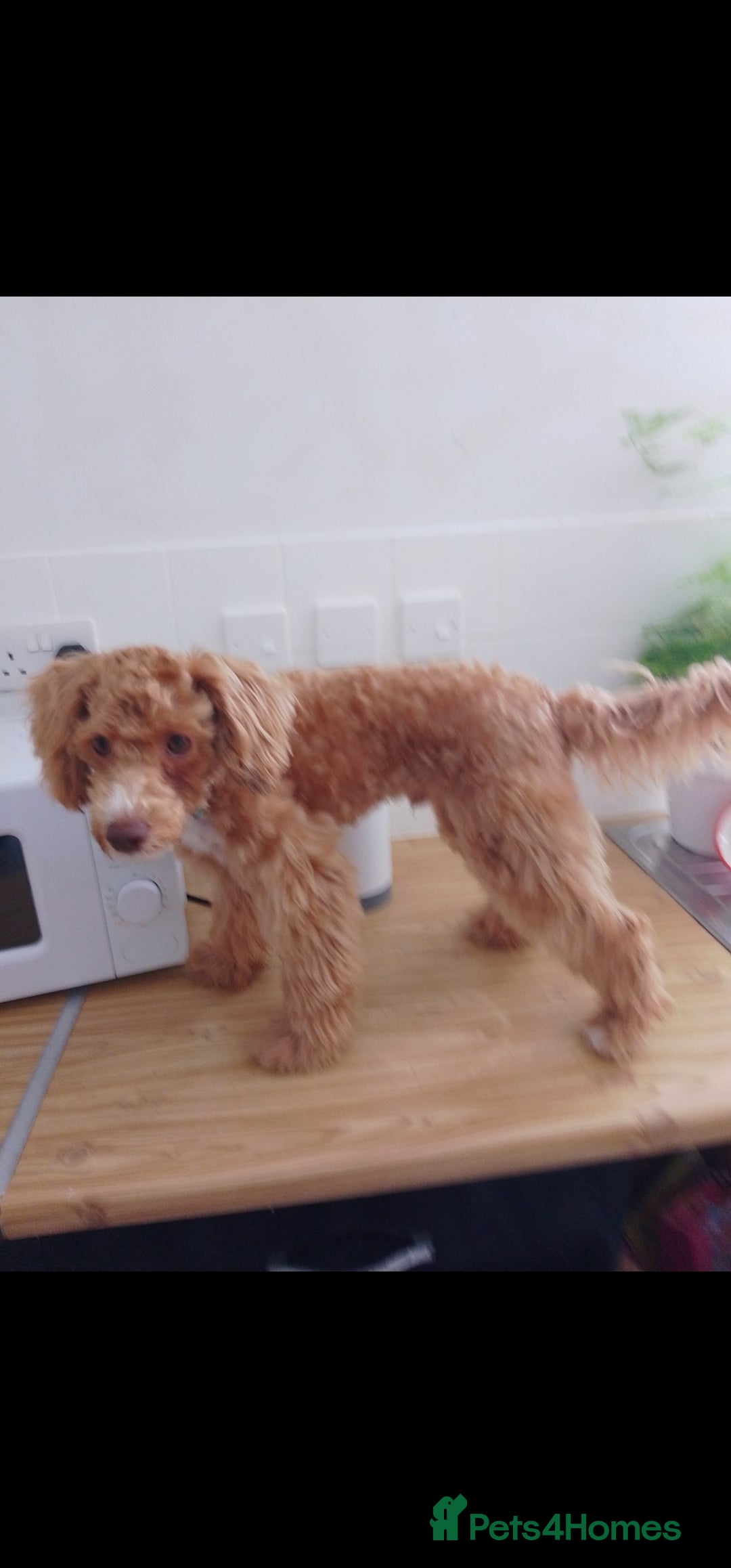 Mixed Breed dogs for sale: 8month old poodle - Image 4