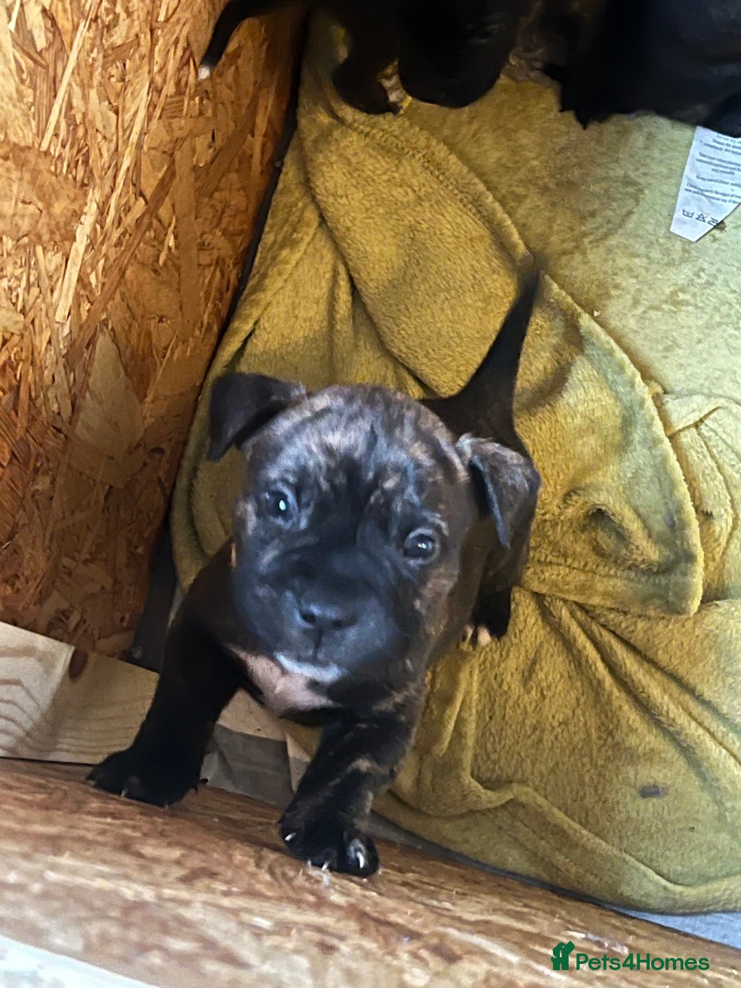 Mixed Breed dogs for sale: Presa Canario X American Bulldog puppies - Advert 11