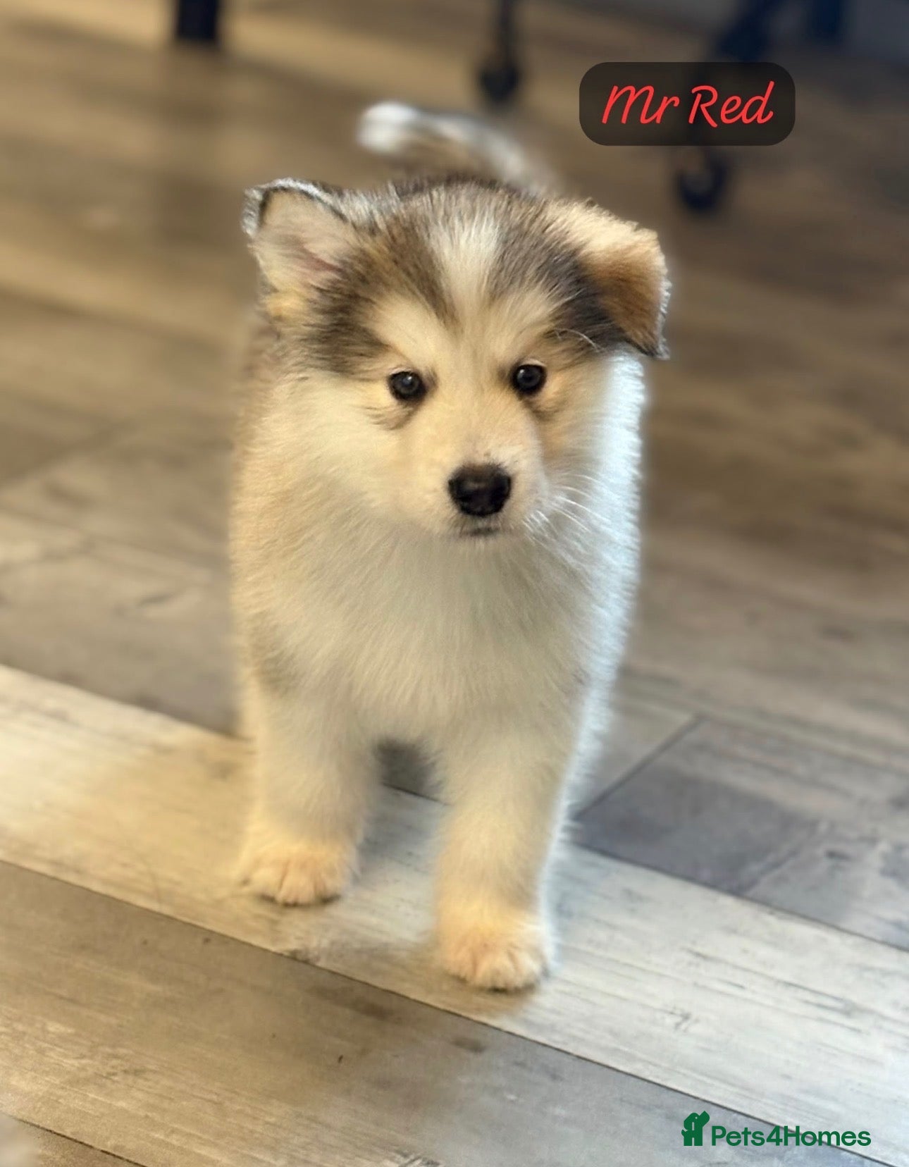 Alaskan Malamute dogs Champion Line KC Reg Alaskan Malamute Puppies - Advert 2
