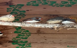 Budgerigars birds for sale: Budgies £20 Zebra finches £10 - Image 1