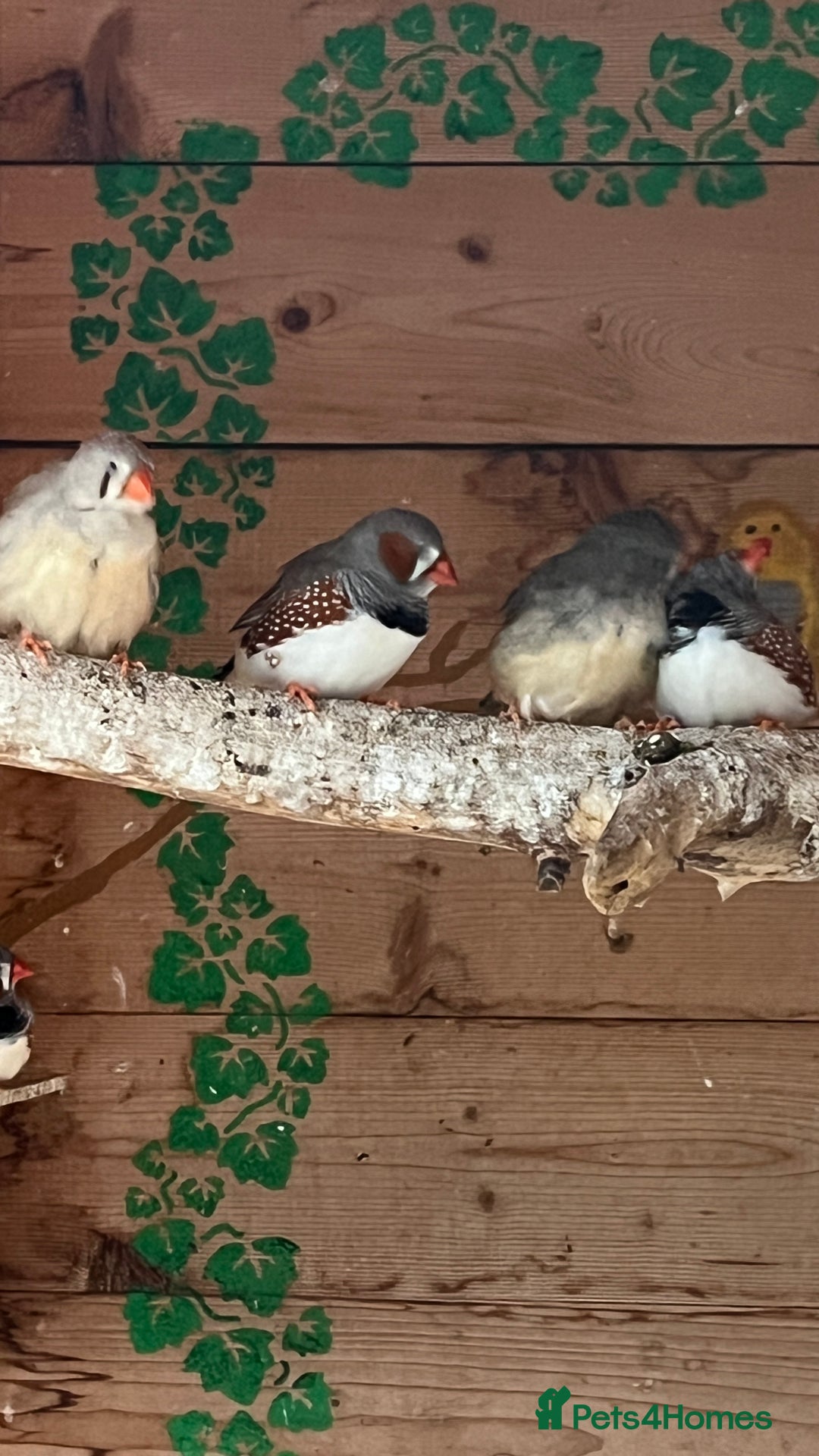 Budgerigars birds for sale: Budgies £20 Zebra finches £10 - Image 1